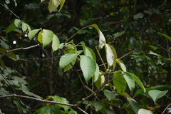 Vitis reticulata